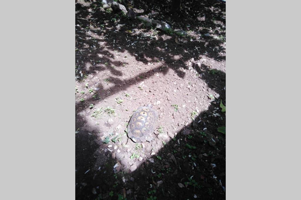 Moneghetti Daire Beausoleil Dış mekan fotoğraf